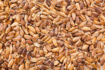 Backgrouns of Seed of a Milk Thistle (Silybum marianum) known as Scotch Thistle or Marian Thistle.