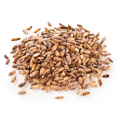 Seed of a Milk Thistle (Silybum marianum) known as Scotch Thistle or Marian Thistle isolated on a white background.