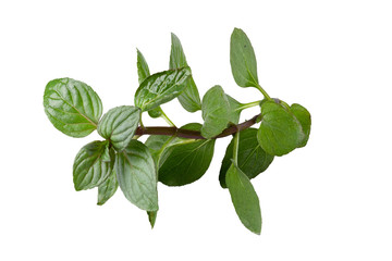 Plakat fresh Oregano herb isolated on white background.