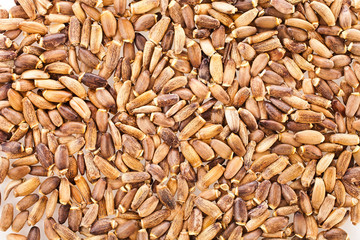 Backgrouns of Seed of a Milk Thistle (Silybum marianum) known as Scotch Thistle or Marian Thistle.