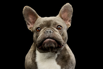 Portrait of an adorable French Bulldog