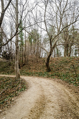 Obraz premium The ambiance of deciduous forest in autumn 