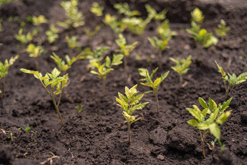 a lot of little tomato seedlings grow from the ground in spring