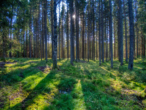sun streaming through a moss covered spruce forest © Anders