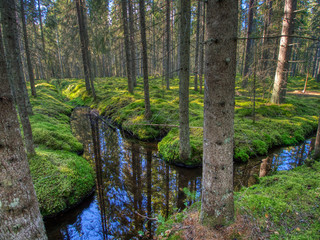 water filled ditch in mossy spruce forest