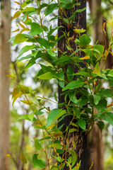 green new growth of leaves on burnt tree after bushfires in Victoria Australia - vertical image