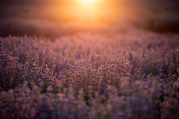 Lavender flowers at sunset in a soft focus, pastel colors and blur background.