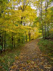 Fototapeta premium autumn in the park