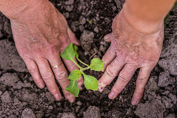 old woman plants young plants in the village