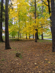 autumn in the park