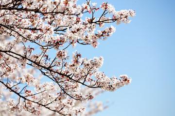 Blooming cherry blossom on blue sky background
