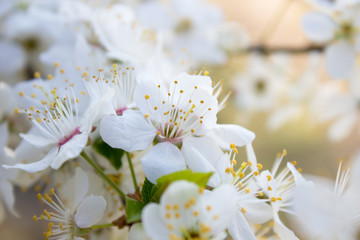 blurred cherry blossoms,white cherry blossoms in the garden in spring