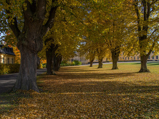 autumn in the park