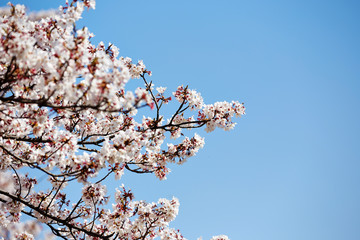 Blooming cherry blossom on blue sky background