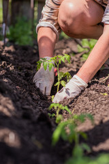 Fototapeta premium an old woman plants seedlings of tomatoes in her garden