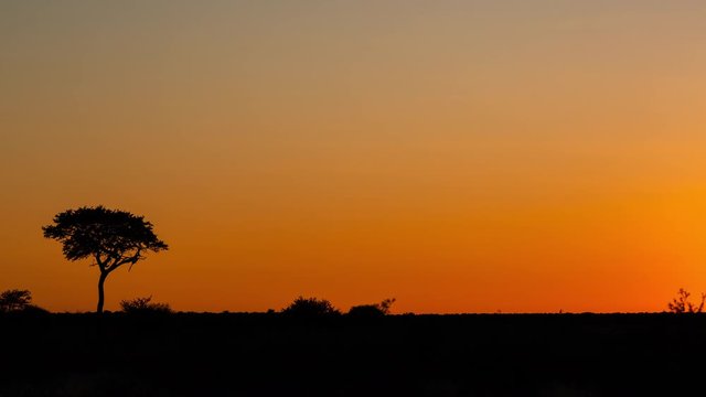 Static timelapse of a silhouette  lone tree at sunrise in a dry bushveld environment with golden orange sky lighting up the landscape at the crack of dawn, Botswana, Central Kalahari, Africa.