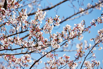 Blooming cherry blossom on blue sky background