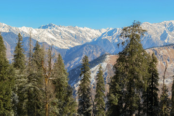 Tall pine trees against himalayan mountains and clear sky