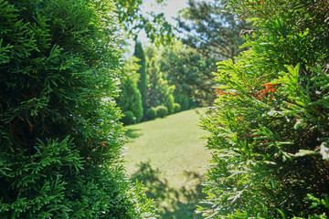 Obraz premium Backyard garden decoration concept