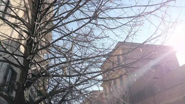 Winter scene, sunbeam through leafless trees. Pedestrian area in the Isola Pedonale del Pigneto, Rome, Italy, full of high leafless trees