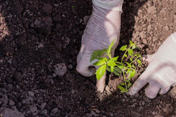 elderly woman plants young seedlings of tomatoes on a bed