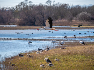 white storks in a tree, nest nature, natural lake