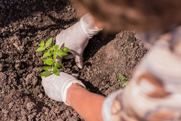 elderly woman plants young seedlings of tomatoes on a bed