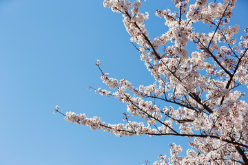 Blooming cherry blossom on blue sky background