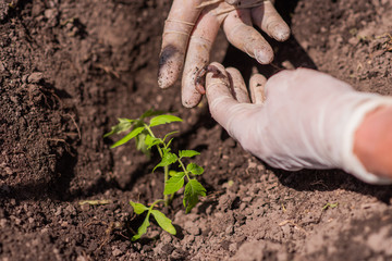 a woman found a worm when she planted tomato seedlings in the ground