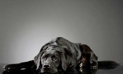 Studio shot of an adorable Labrador retriever