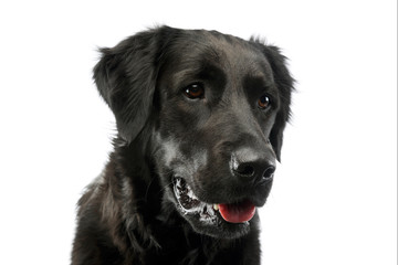 Portrait of an adorable mixed breed dog