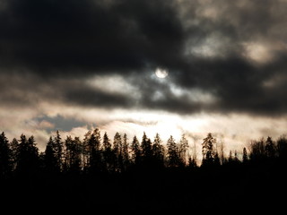 sunset in the forest