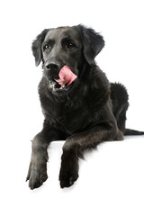 Studio shot of an adorable mixed breed dog