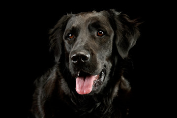 Portrait of an adorable mixed breed dog