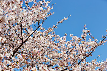 Blooming cherry blossom on blue sky background