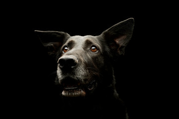 Portrait of an adorable mixed breed dog