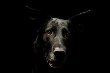 Portrait of an adorable mixed breed dog