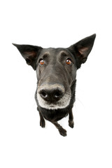 Studio shot of an adorable mixed breed dog