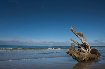 Nugget Point coast. Catlins New Zealand. Driftwood beach.