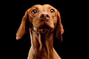 Portrait of an adorable Magyar Vizsla