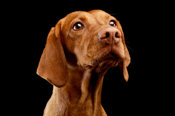 Portrait of an adorable Magyar Vizsla