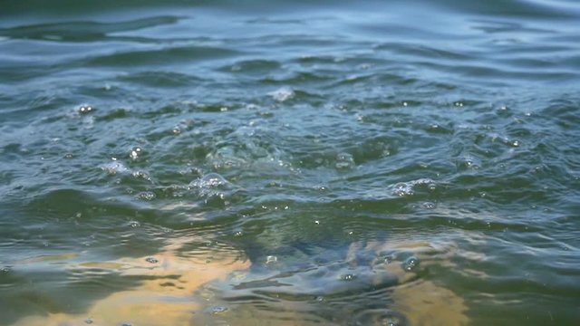 Drowned man. The man hid under the water.