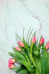 Spring flower pink tulips