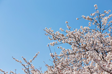 Blooming cherry blossom on blue sky background