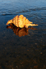 sea shell on the beach