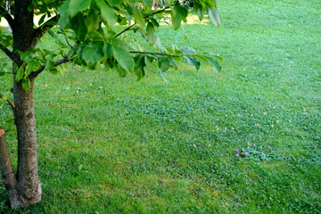 Fruit trees in the backyard garden