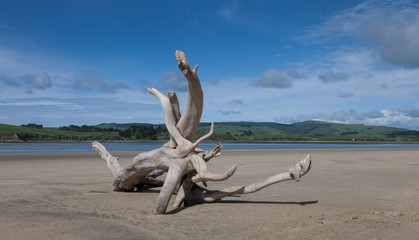 Fototapeta na wymiar Surat Bay Catlins New Zealand. Driftwood beach and coast