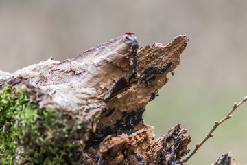 It is comprised of broken deciduous trees 