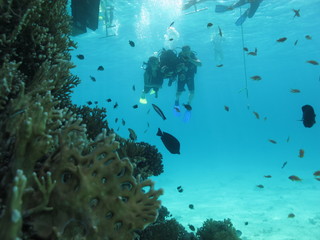 Fototapeta premium Scuba divers love the Red Sea for its rich world