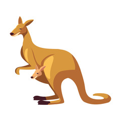 cute australian kangaroo on white background